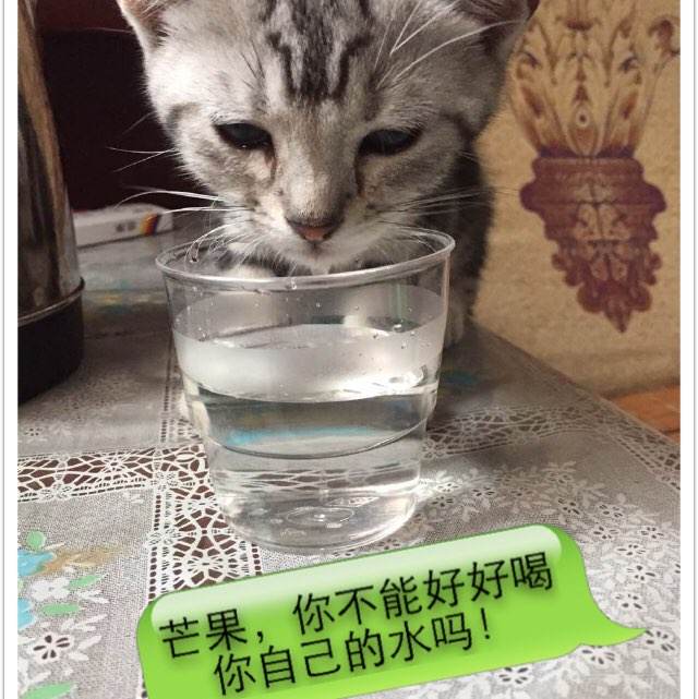 做个日本美作大學文凭